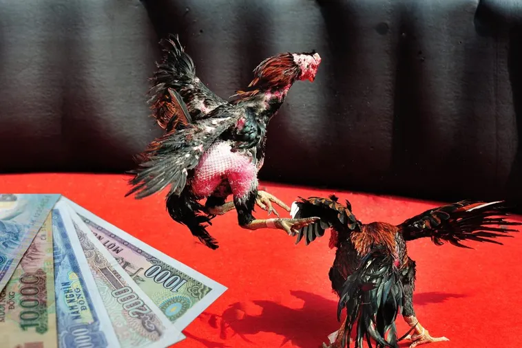 Bí Kíp Tuyệt Đỉnh Cách Chơi Đá Gà Sabong Tại ANO88 Bất Bại 1 Bí Kíp Tuyệt Đỉnh Cách Chơi Đá Gà Sabong Tại ANO88 Bất Bại